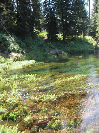 headwaterssnake.jpg